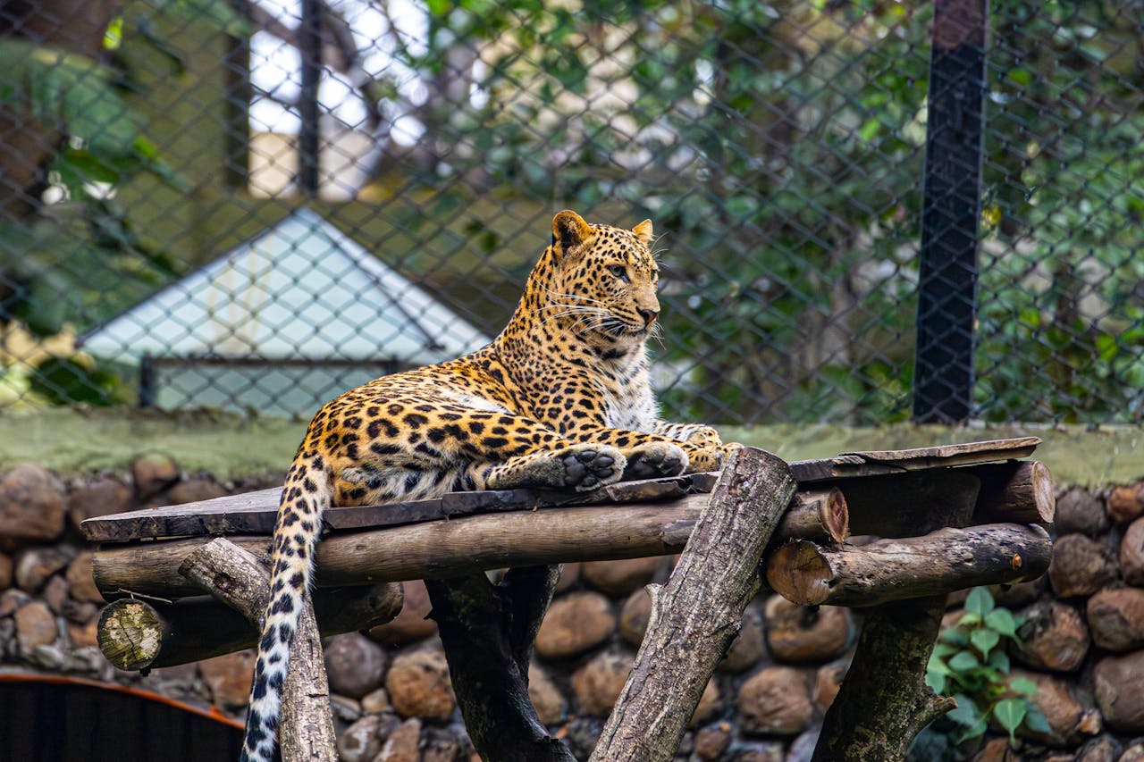 about-img-01 A stunning leopard reclining on a wooden platform in an outdoor zoo setting.