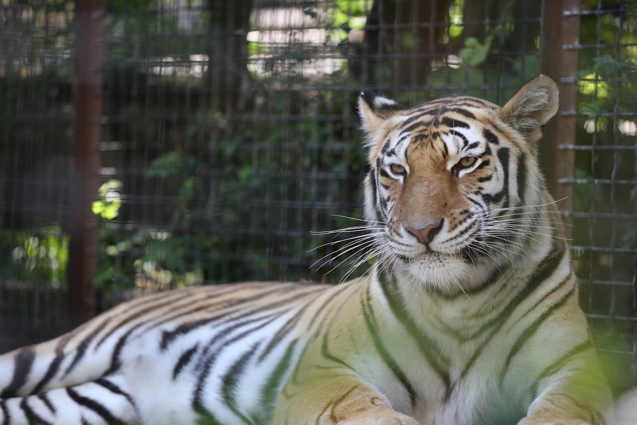 our-story A Bengal tiger lies gracefully behind a wire fence, showcasing its majestic presence.
