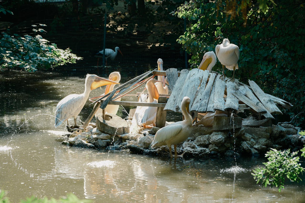 gallery-02 Group of white pelicans resting by a pond in a Bulgarian zoo, surrounded by greenery.