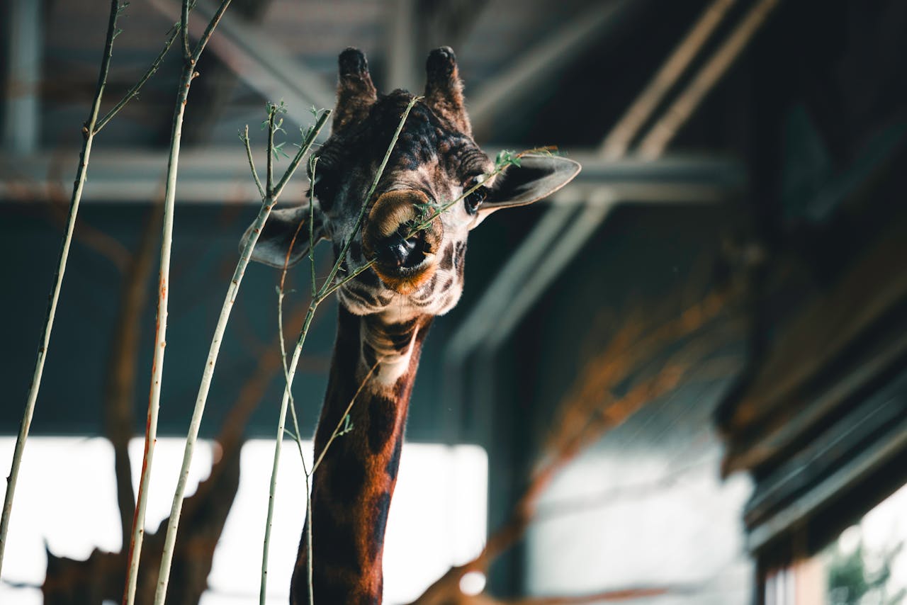 gallery-03 Giraffe munching leaves in an indoor setting. Captured at Calgary Zoo.