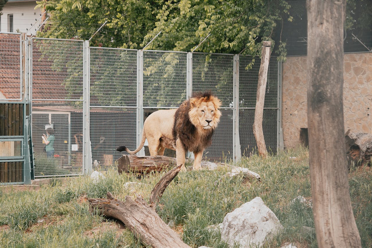 gallery-04 A lion stands in a zoo enclosure in Hungary, showcasing its majestic presence.
