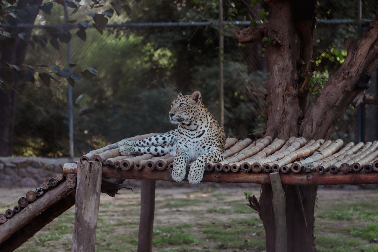 gallery-05 A majestic leopard lounges on a wooden platform in a zoo, exuding calm and grace.