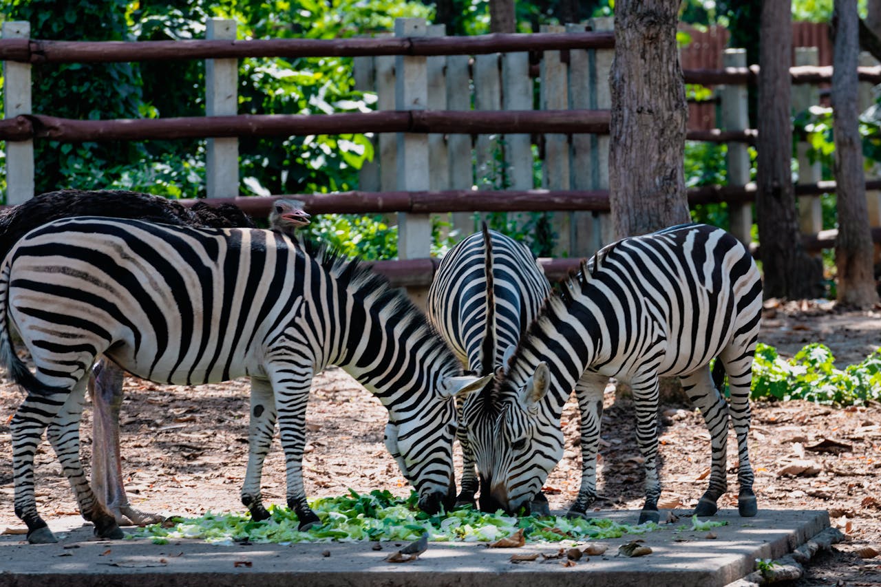 Zebras feeding outdoors at a zoo in Chiang Rai, Thailand. Animal photography.