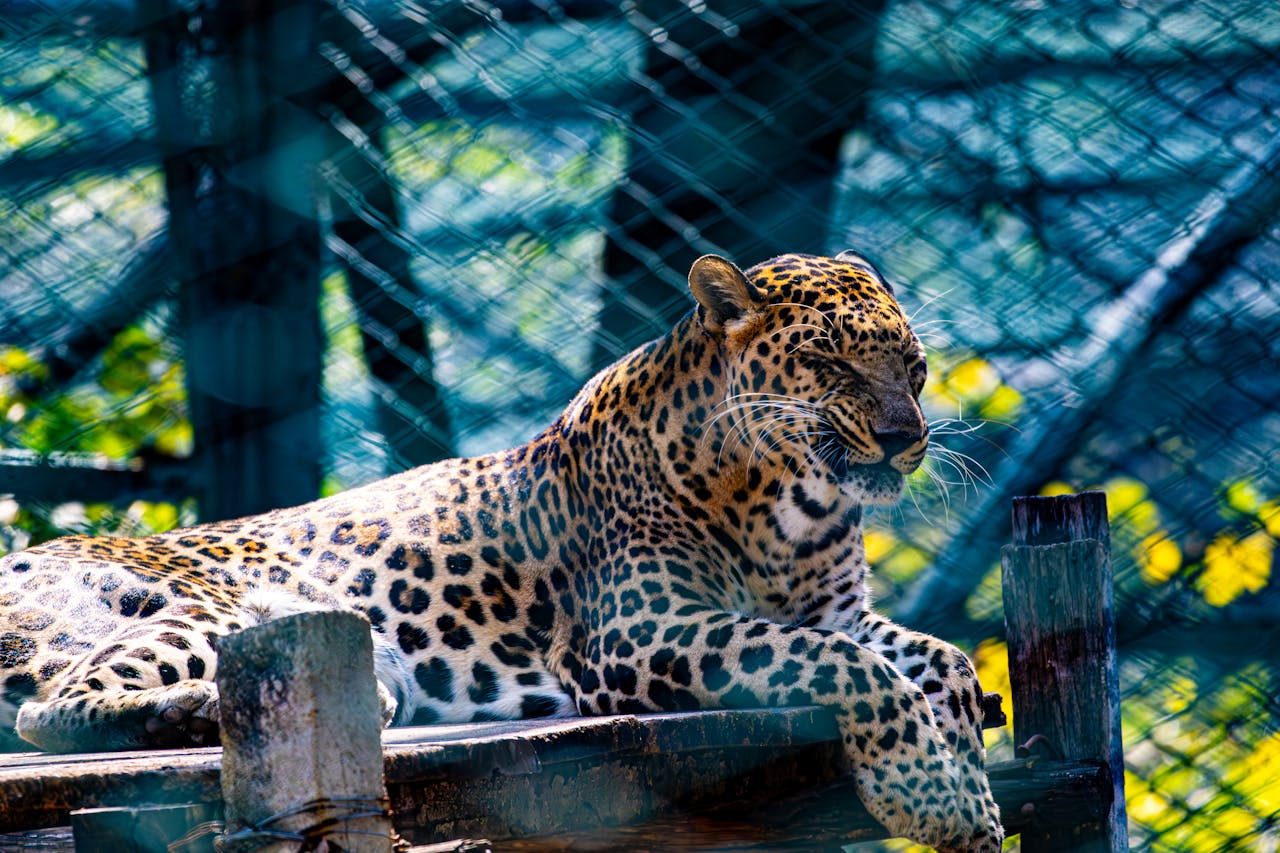 Close-up of a leopard relaxing in a zoo enclosure, showcasing its beautiful spotted coat.