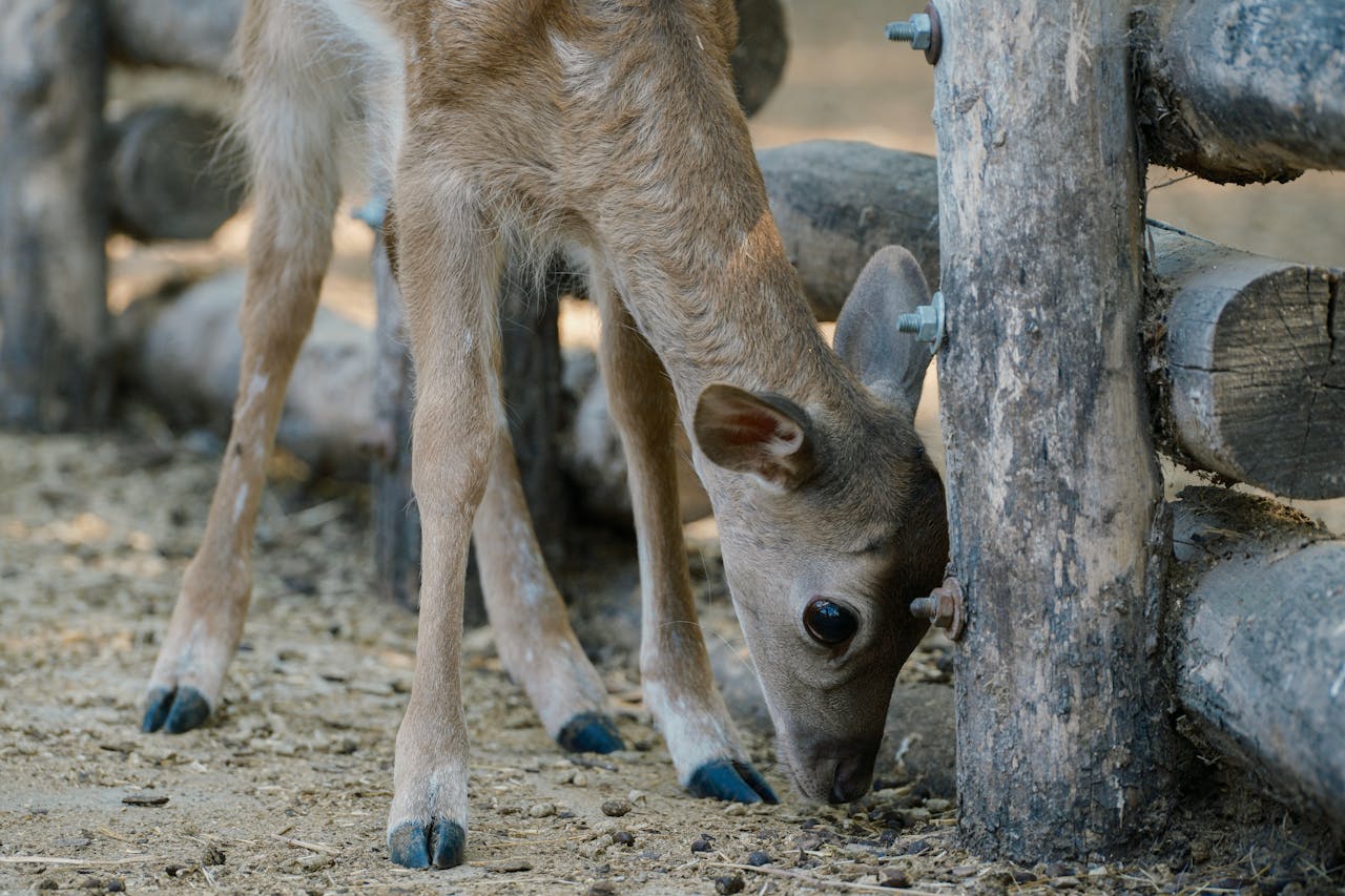 An adorable young deer grazes beside a rustic wooden fence in a Bulgarian zoo.
