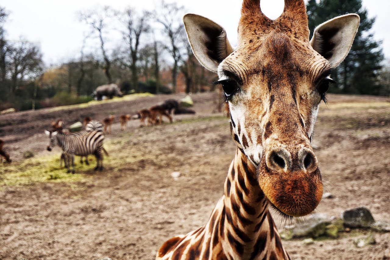 Giraffe close-up in outdoor wildlife setting with zebras in Emmen, Netherlands.