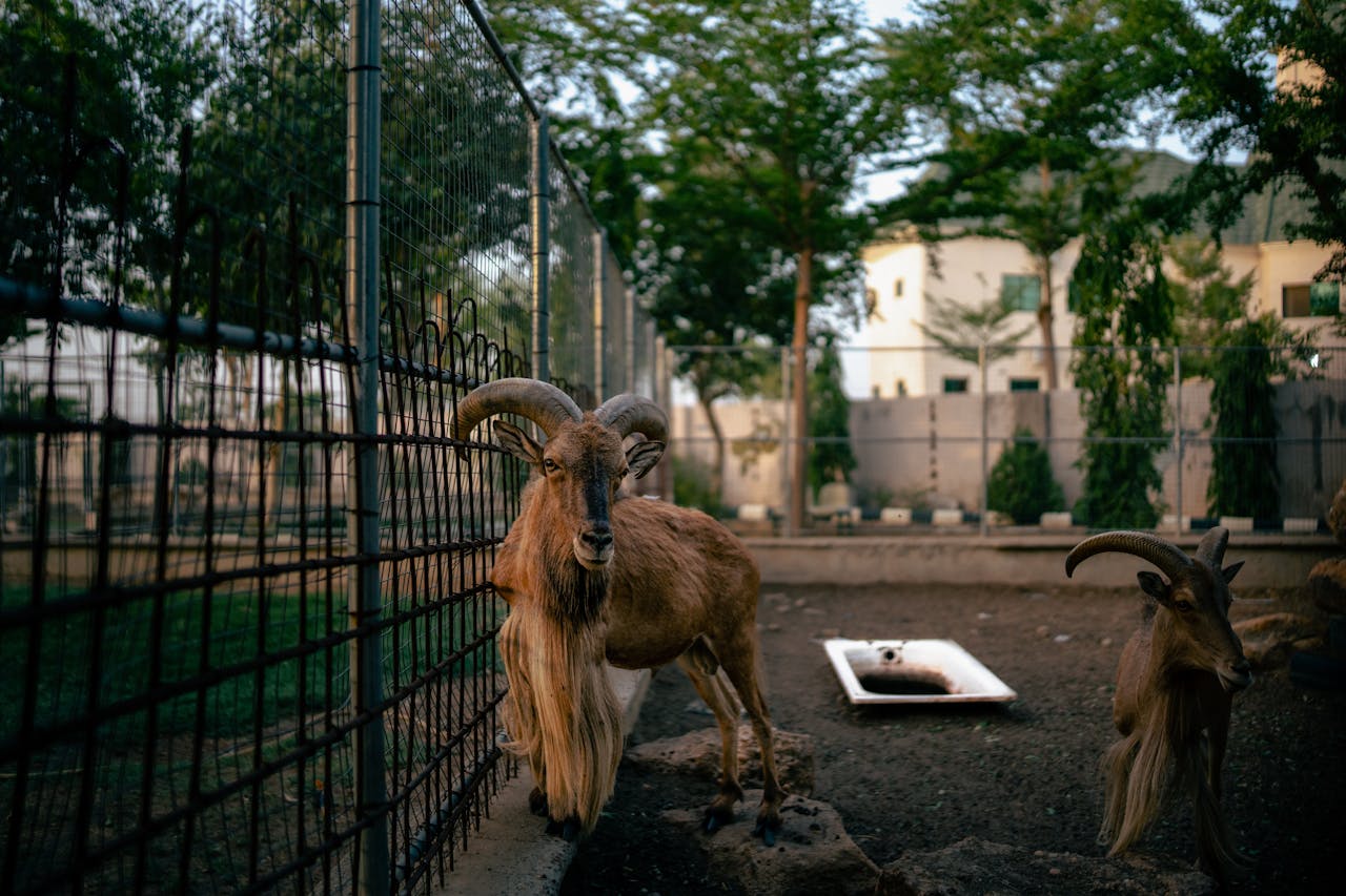 Two mountain goats with horns in a fenced urban zoo environment, California.
