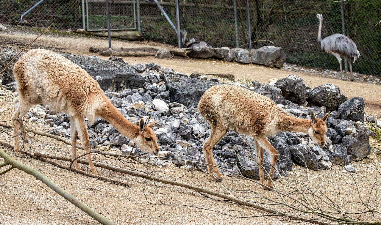 home-img Vicunas and an ostrich in Zurich Zoo on a rocky terrain, displaying natural behavior.
